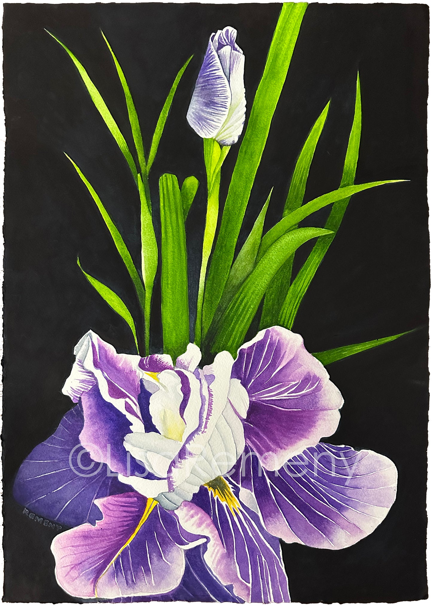 Watercolor on Paper - Ednita's Iris