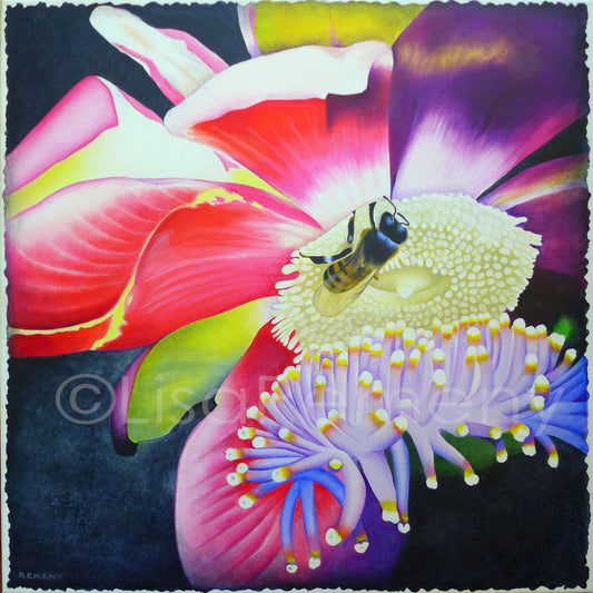 Archive 2018 Oil Painting - Bee on A Cannonball Flower