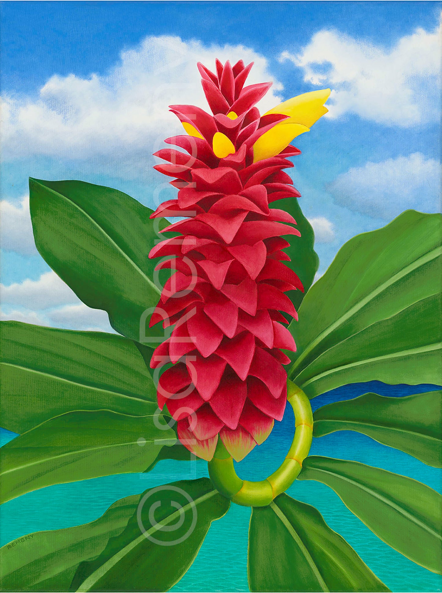 Giclée - Spiral Ginger