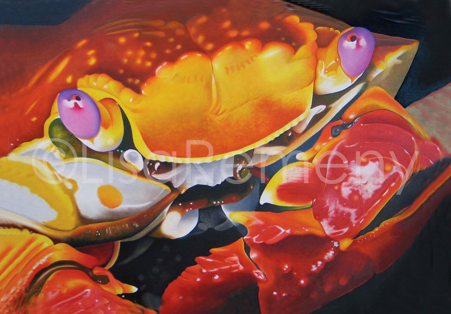 Giclée - Here's Looking at You, Kid (Sally Lightfoot Crab)