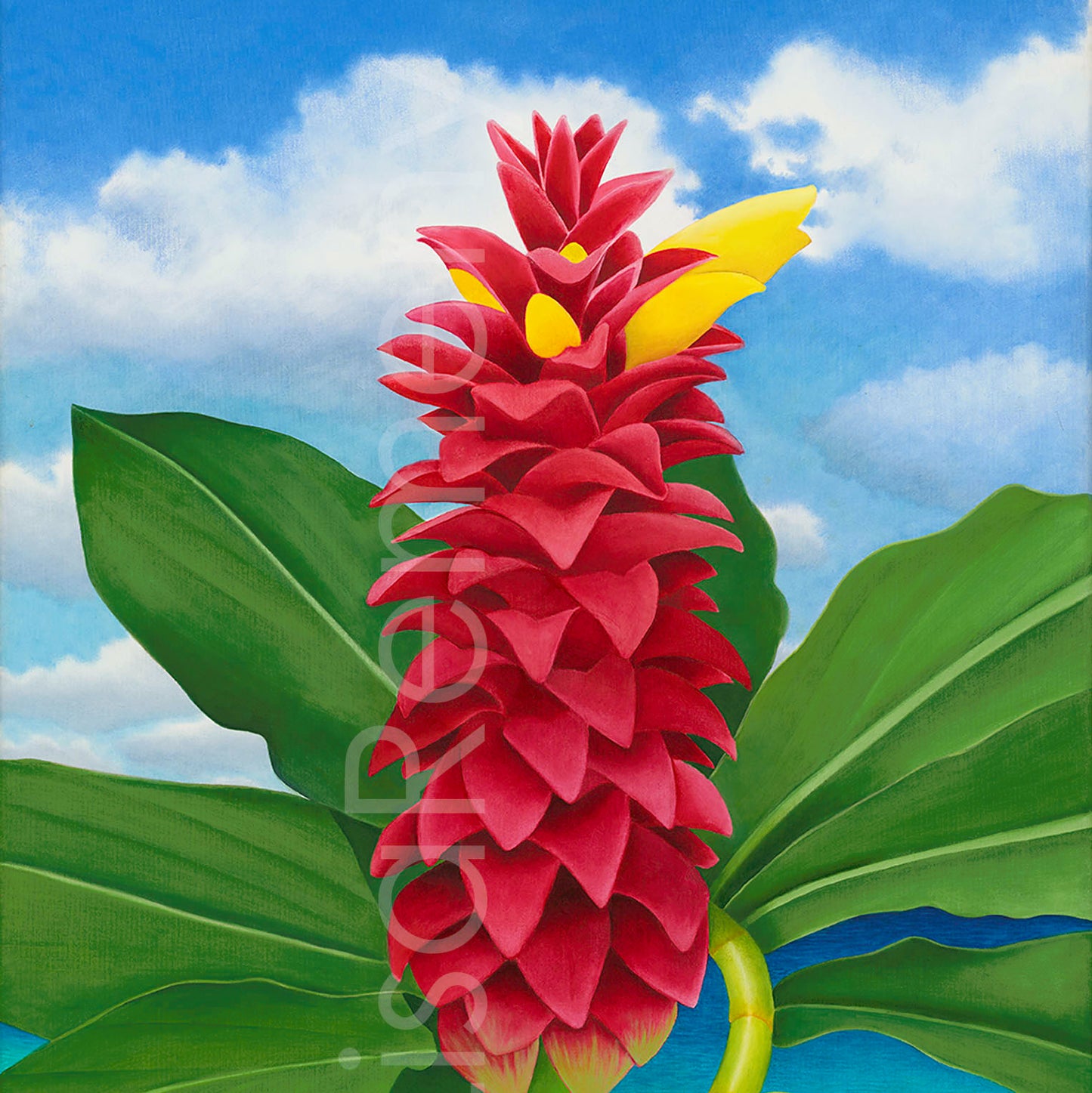 Giclée - Spiral Ginger