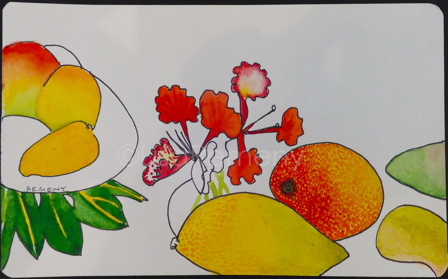 Watercolor and Ink on Paper - Still Life With Mangoes and Poinciana