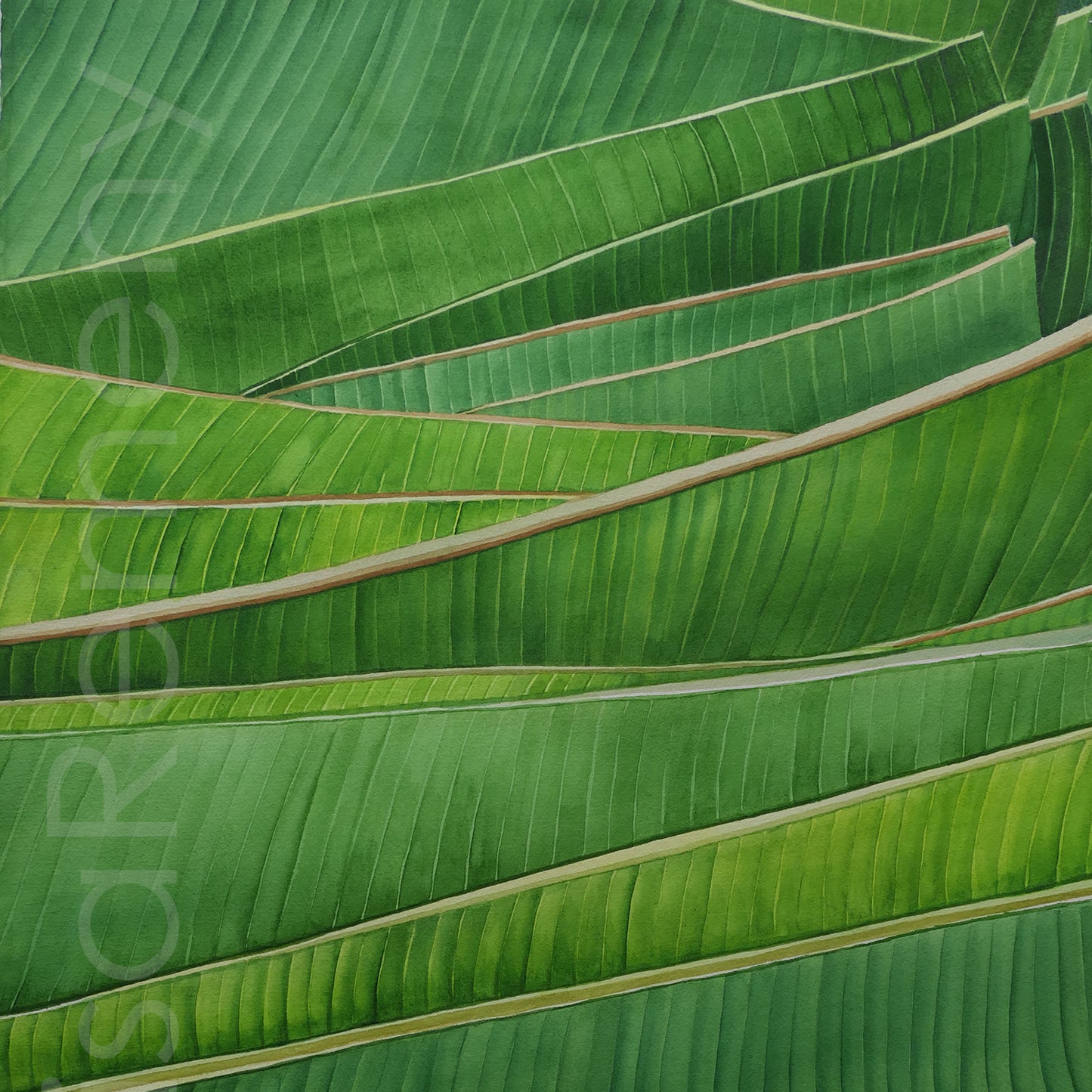 Giclée - Banana Leaves in Bangalore
