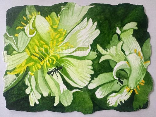 Watercolor on Paper - Green Envy Peony