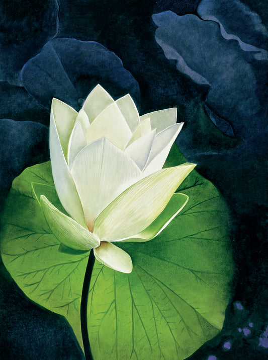 Giclée - Sacred White Lotus