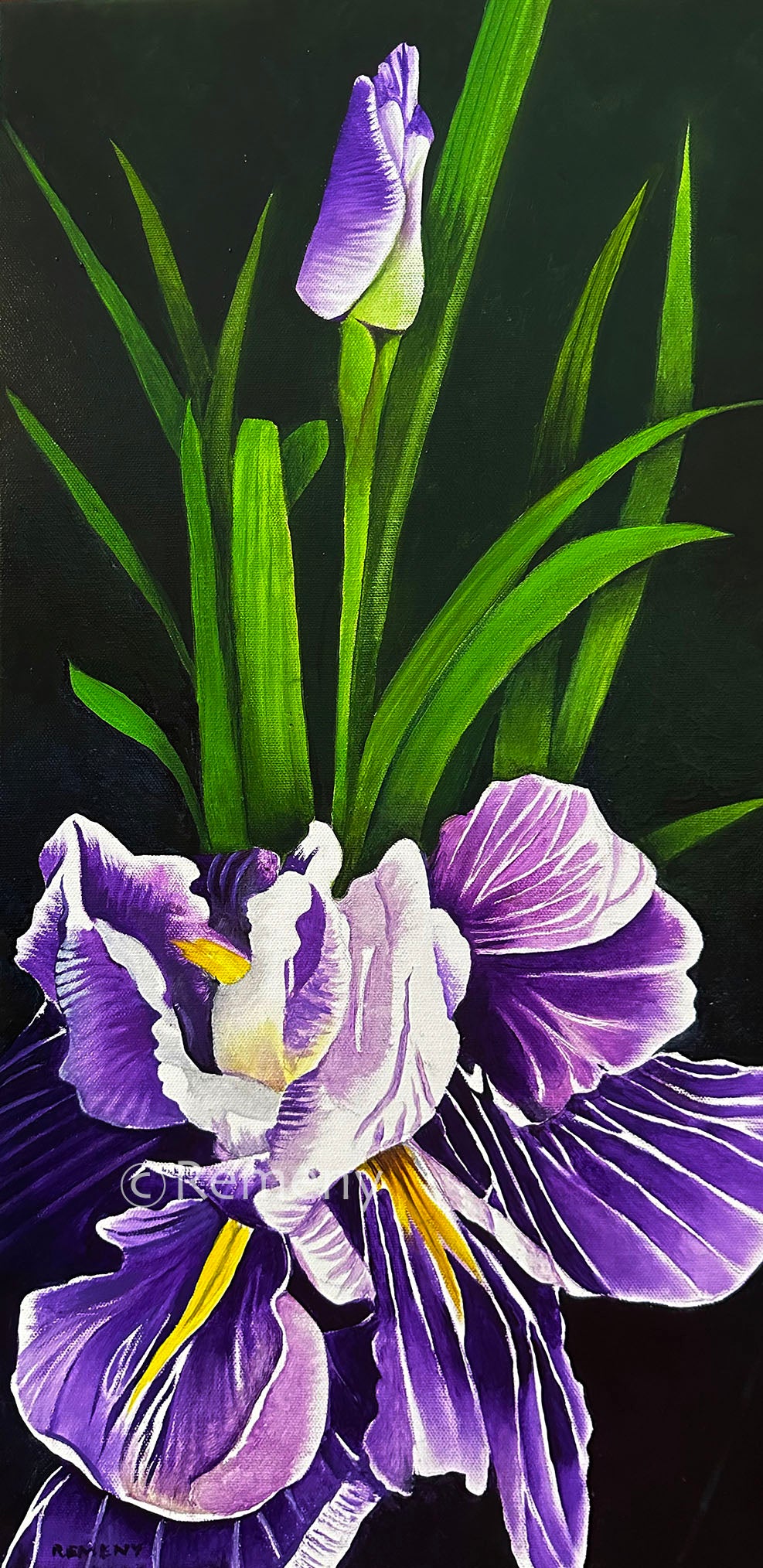 Commission 2024-25 Oil Painting - Betsy's Iris