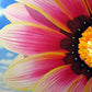 Commission 2005 Oil Painting - Another Gazania
