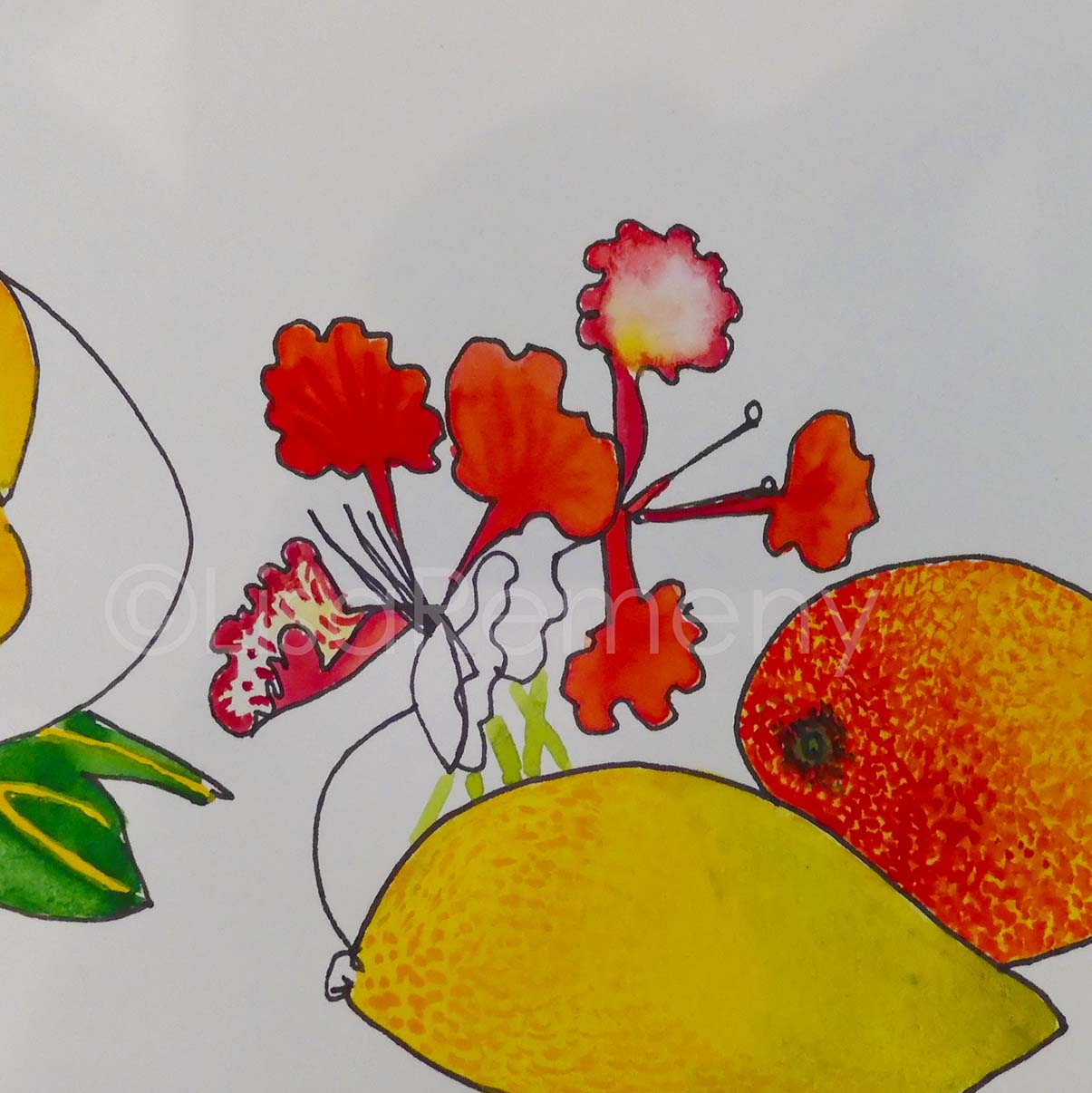 Watercolor and Ink on Paper - Still Life With Mangoes and Poinciana