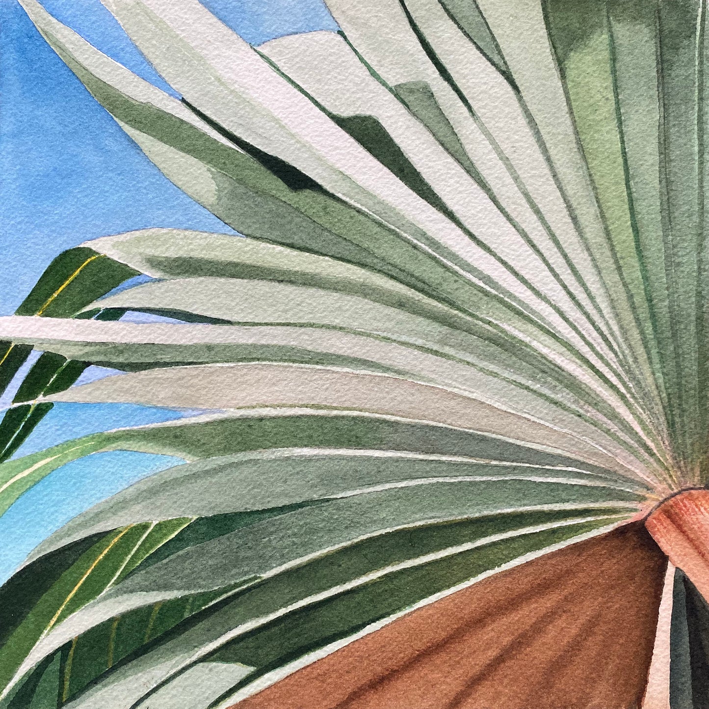Watercolor on Paper - Thatch Palm